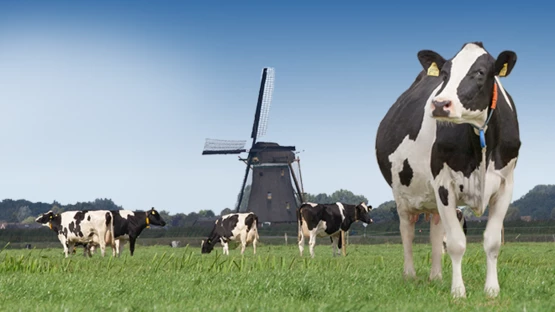 Granjas de Holanda: el hogar de la leche de alta calidad