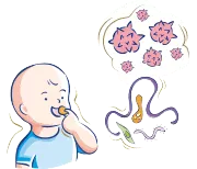 Los roles y funciones del sistema digestivo