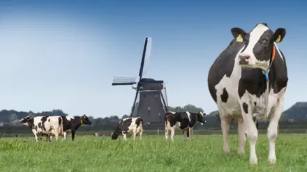 Granjas de Holanda: el hogar de la leche de alta calidad